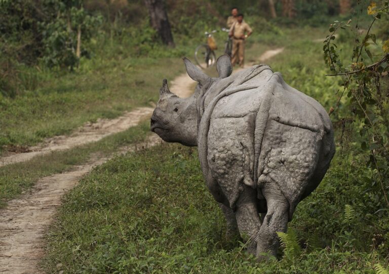 Chitwan Rhino