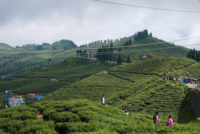 Tea Gardens Eastern Nepal